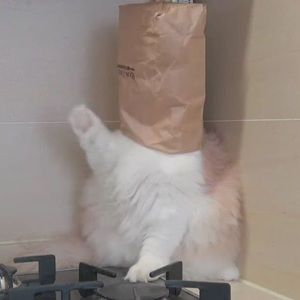 Meet your Posher, Isabella